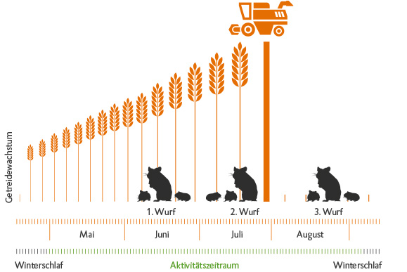 Nahrungsangebot und Fortpflanzung des Feldhamster im Jahresverlauf