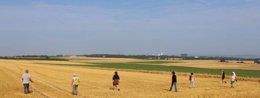 Hamstersuche auf dem Getreidefeld