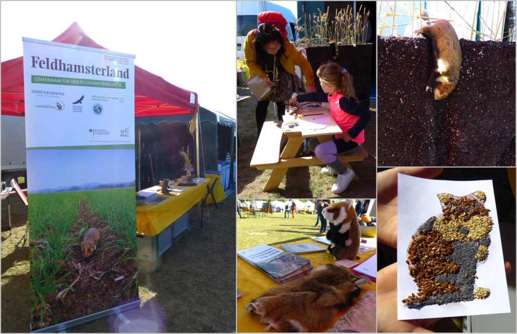 Landeserntedankfest in Magdeburg