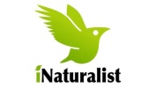 iNaturalist