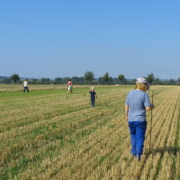 gemeinsame Suche nach Feldhamsterbauen auf dem Acker