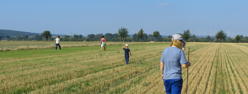 gemeinsame Suche nach Feldhamsterbauen auf dem Acker