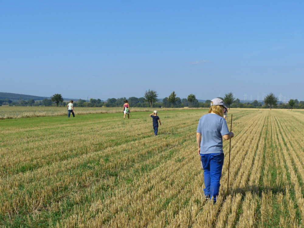 gemeinsame Suche nach Feldhamsterbauen auf dem Acker