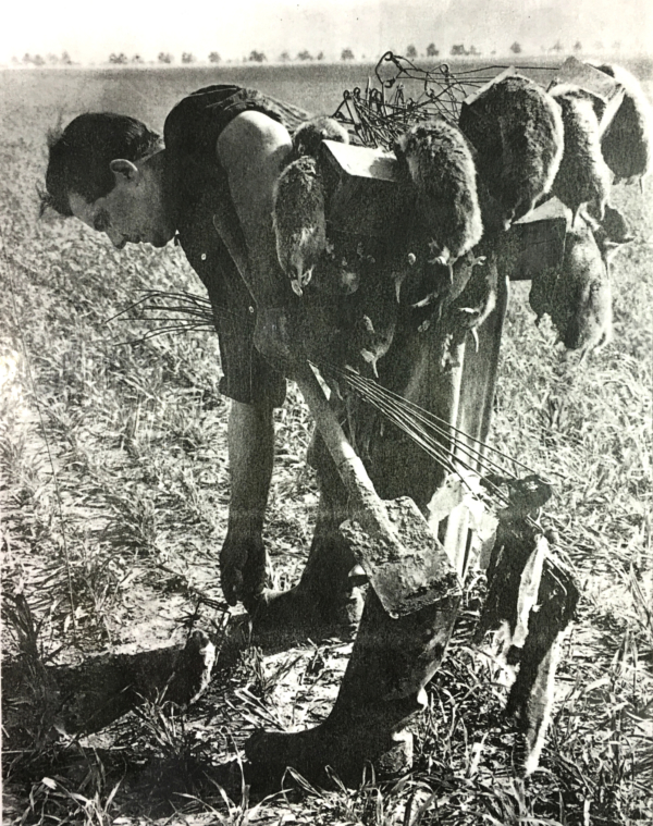 Feldhamsterfänger bei der Jagd