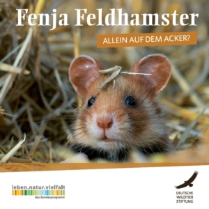 Fenja Feldhamster - Allein auf dem Acker?