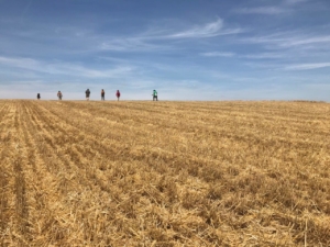 Sommerkartierung - Nach der Ernte geht es über den Stoppelacker