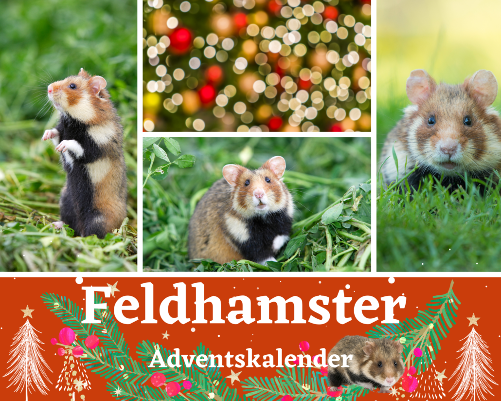 Feldhamster Adventskalender